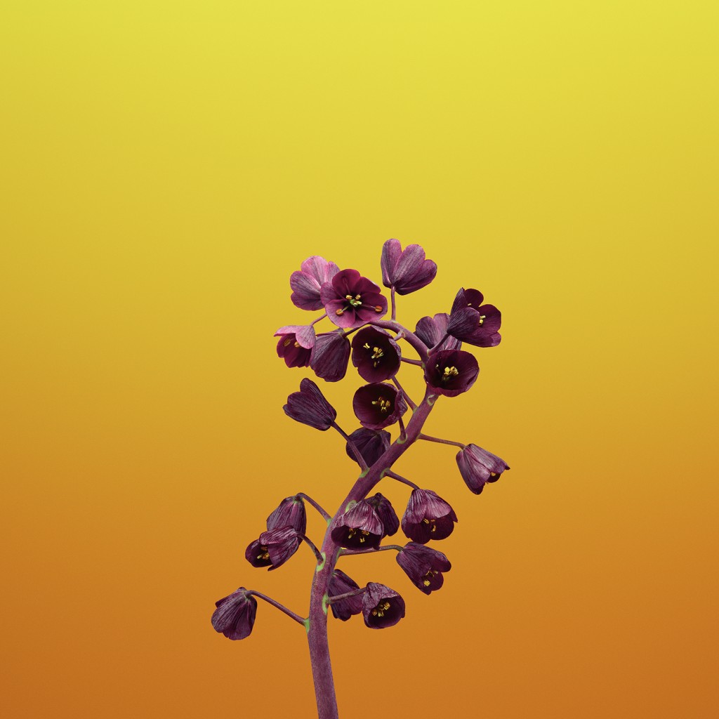 ios_11_gm_wallpaper_flower_fritillaria